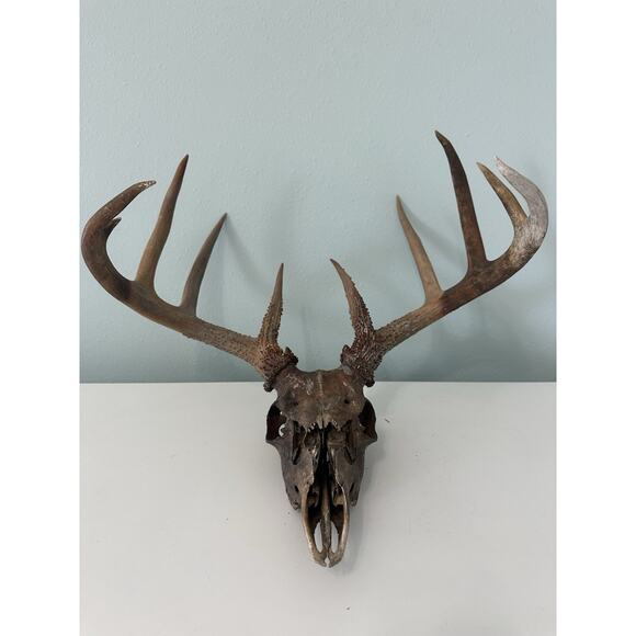 Hunting Other - Deer Antler With Skull Plate - Taxidermy - Man Cave - Cabin Rack Cool